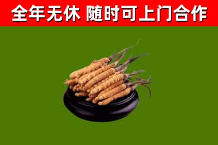 江阴回收散虫草