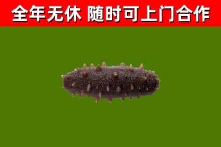 江阴回收海参干